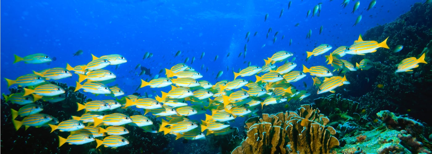 group of yellow fish in ocean