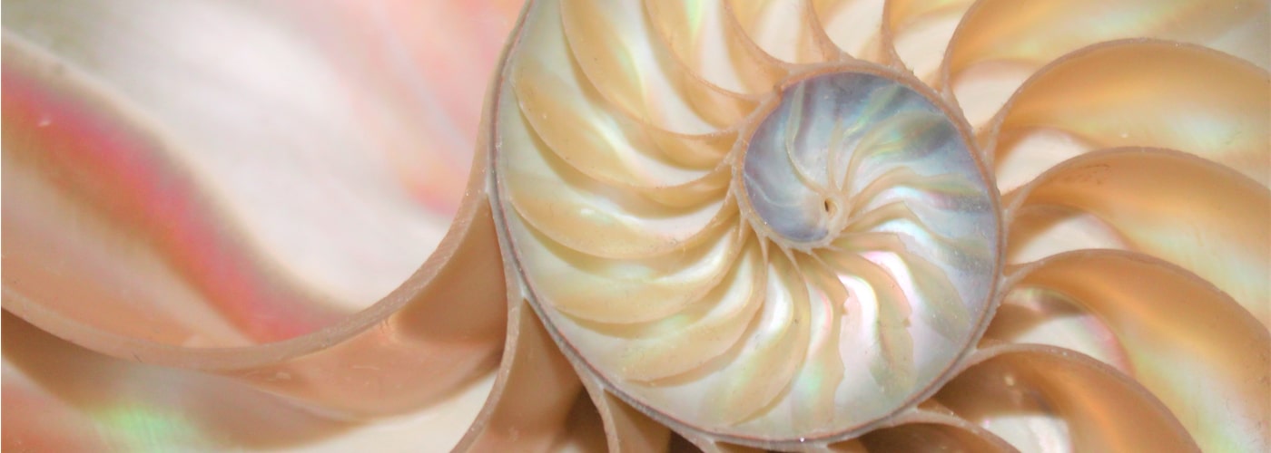 closeup on center of nautilus shell